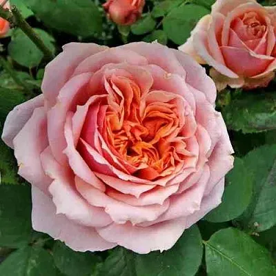 Саженцы роз ПОЛЬ БОКЮЗ шраб  Саженцы роз ПОЛЬ БОКЮЗ шраб в Ростове-на-Дону