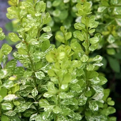 Барбарис ПАУ ВАУ тунберга в Ростове-на-Дону