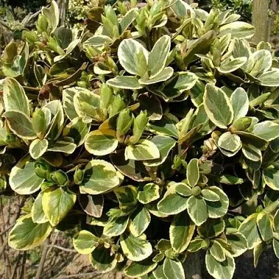 Бересклет КАНАДЕЙЛ ГОЛД   Бересклет КАНАДЕЙЛ ГОЛД  в Ростове-на-Дону