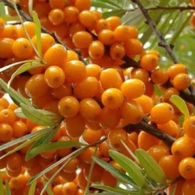 Облепиха ТРОФИМОВСКАЯ  Облепиха ТРОФИМОВСКАЯ в Ростове-на-Дону