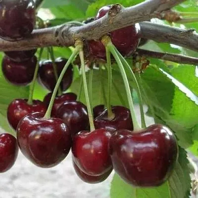 Черешня САММИТ  Черешня САММИТ в Ростове-на-Дону