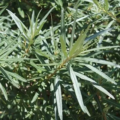 Облепиха ЛОРД (МУЖСКАЯ)  Облепиха ЛОРД (МУЖСКАЯ) в Ростове-на-Дону