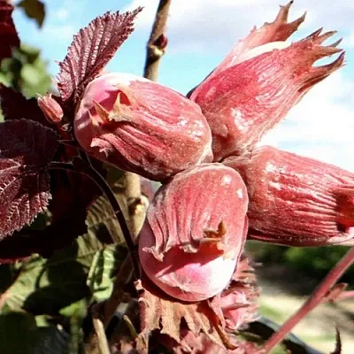 Фундук АЛЫЙ ПАРУС  Фундук АЛЫЙ ПАРУС в Ростове-на-Дону