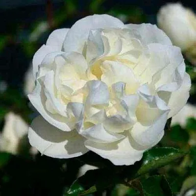 Саженцы роз ВАЙТ МЕЙДИЛАНД почвопокровная  Саженцы роз ВАЙТ МЕЙДИЛАНД почвопокровная в Ростове-на-Дону