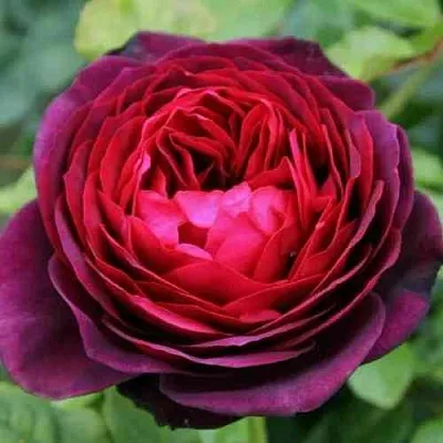 Саженцы роз АСТРИД ГРАФИН ФОН ХАРДЕНБЕРГ шраб  Саженцы роз АСТРИД ГРАФИН ФОН ХАРДЕНБЕРГ шраб в Ростове-на-Дону