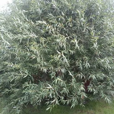 Ива СЕРЕБРИСТАЯ  Ива СЕРЕБРИСТАЯ в Ростове-на-Дону