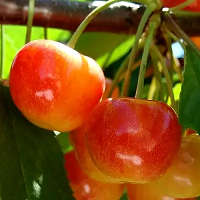 Черешня  Черешня в Ростове-на-Дону