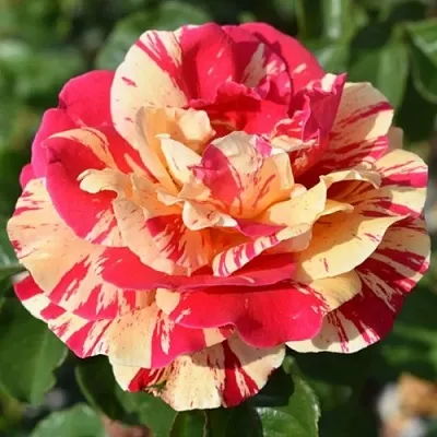 Саженцы роз ВАНИЛЛА ФРАЙЗ плетистая  Саженцы роз ВАНИЛЛА ФРАЙЗ плетистая в Ростове-на-Дону