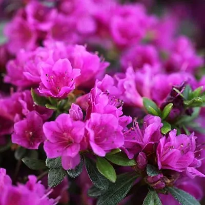 Азалия ХИРОКА японская  Азалия ХИРОКА японская в Ростове-на-Дону