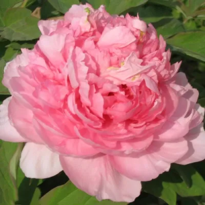 Пион ИМПЕРАТОРСКАЯ НАЛОЖНИЦА древовидный в Ростове-на-Дону