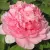 Пион ИМПЕРАТОРСКАЯ НАЛОЖНИЦА древовидный — описание сорта Пион ИМПЕРАТОРСКАЯ НАЛОЖНИЦА древовидный в Ростове-на-Дону