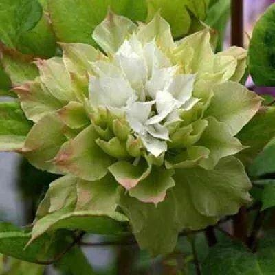 Клематис СЕН-НО-КЕЙЗ  Клематис СЕН-НО-КЕЙЗ в Ростове-на-Дону