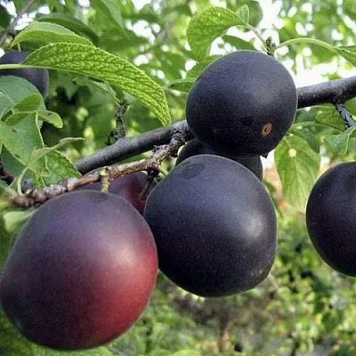 Абрикос МОНАРЕЗИ  Абрикос МОНАРЕЗИ в Ростове-на-Дону