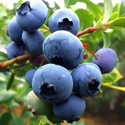 Голубика ДЮК  Голубика ДЮК в Ростове-на-Дону