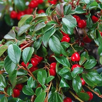 Кизильник Даммера  Кизильник Даммера в Ростове-на-Дону