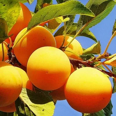 Желтая   Желтая  в Ростове-на-Дону