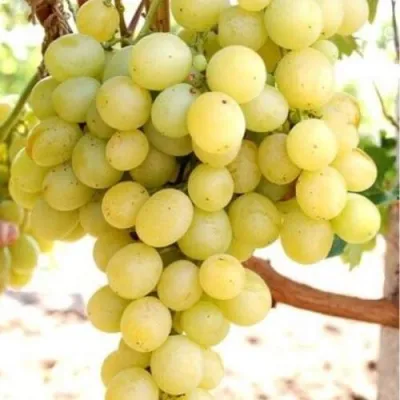 Виноград ТАЛИСМАН в Ростове-на-Дону