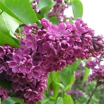 Сирень ДЕНЬ ПОБЕДЫ  Сирень ДЕНЬ ПОБЕДЫ в Ростове-на-Дону