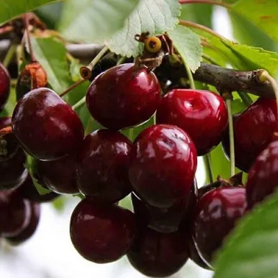 Вишня НОВОДВОРСКАЯ  Вишня НОВОДВОРСКАЯ в Ростове-на-Дону