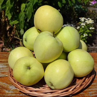 Яблоня ПАПИРОВКА  Яблоня ПАПИРОВКА в Ростове-на-Дону