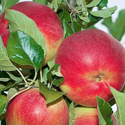 Яблоня СЕНАТОР колонновидная  Яблоня СЕНАТОР колонновидная в Ростове-на-Дону