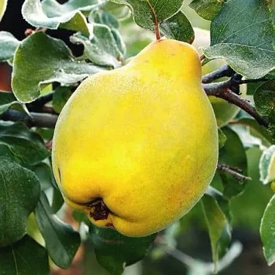 Айва РУМО  Айва РУМО в Ростове-на-Дону