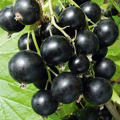 Смородина черная АРАПКА  Смородина черная АРАПКА в Ростове-на-Дону