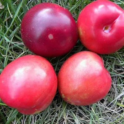 Плумкот БИРИКОККОЛО НОСТРАНО  Плумкот БИРИКОККОЛО НОСТРАНО в Ростове-на-Дону