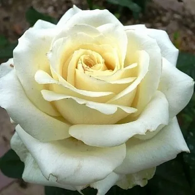 Саженцы роз ЭДВАНС чайно-гибридная  Саженцы роз ЭДВАНС чайно-гибридная в Ростове-на-Дону