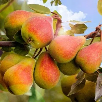 Груша ЗАБАВА  Груша ЗАБАВА в Ростове-на-Дону