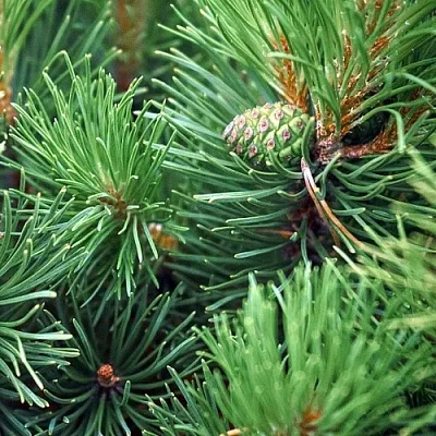 Сосна  Сосна в Ростове-на-Дону