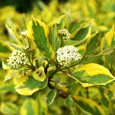 Дерен  Дерен в Ростове-на-Дону