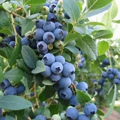 Голубика ЭЛЛИОТ  Голубика ЭЛЛИОТ в Ростове-на-Дону