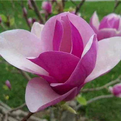 Магнолия СУЛАНЖА  Магнолия СУЛАНЖА в Ростове-на-Дону