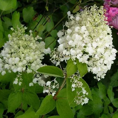 Гортензия ДАРТС ЛИТТЛ ДОТТ метельчатая  Гортензия ДАРТС ЛИТТЛ ДОТТ метельчатая в Ростове-на-Дону