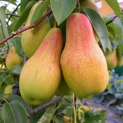 Груша ЧУДЕСНИЦА  Груша ЧУДЕСНИЦА в Ростове-на-Дону