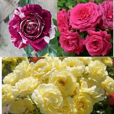 Комплект РОЗОВЫЙ АКЦЕНТ в Ростове-на-Дону