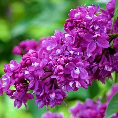 Сирень ОГНИ ДОНБАССА  Сирень ОГНИ ДОНБАССА в Ростове-на-Дону