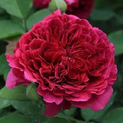 Саженцы роз ТЕСС ОФ ЗЕ ДЭРБЕРВИЛЛЬ английская  Саженцы роз ТЕСС ОФ ЗЕ ДЭРБЕРВИЛЛЬ английская в Ростове-на-Дону