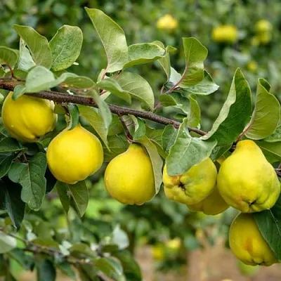 Айва ТРИУМФ  Айва ТРИУМФ в Ростове-на-Дону