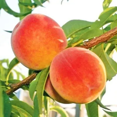 Персик ОНТАРИО — описание сорта Персик ОНТАРИО в Ростове-на-Дону