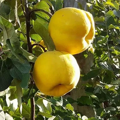 Айва МАРИЯ  Айва МАРИЯ в Ростове-на-Дону