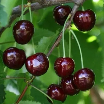 Черешня НАРОДНАЯ  Черешня НАРОДНАЯ в Ростове-на-Дону