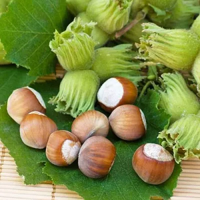 Фундук КРЕПКИЙ ОРЕШЕК  Фундук КРЕПКИЙ ОРЕШЕК в Ростове-на-Дону