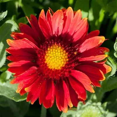 Гайлардия АРИЗОНА РЕД ШЕЙДС  Гайлардия АРИЗОНА РЕД ШЕЙДС в Ростове-на-Дону