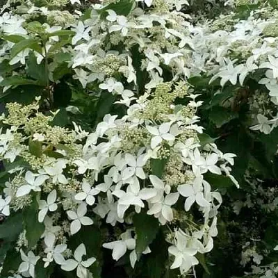 Гортензия МЭДЖИКАЛ СТАРЛАЙТ метельчатая  Гортензия МЭДЖИКАЛ СТАРЛАЙТ метельчатая в Ростове-на-Дону