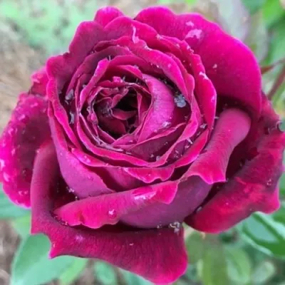 Саженцы роз РОЯЛ ПАЛАС японская  Саженцы роз РОЯЛ ПАЛАС японская в Ростове-на-Дону