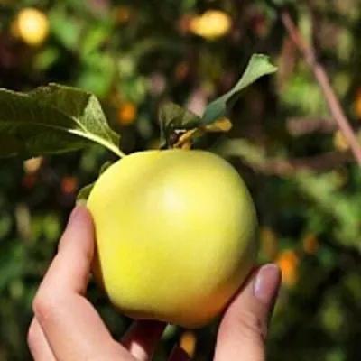 Яблоня РОССИЯНКА — описание сорта Яблоня РОССИЯНКА в Ростове-на-Дону