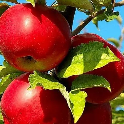 Зимние сорта  Зимние сорта в Ростове-на-Дону