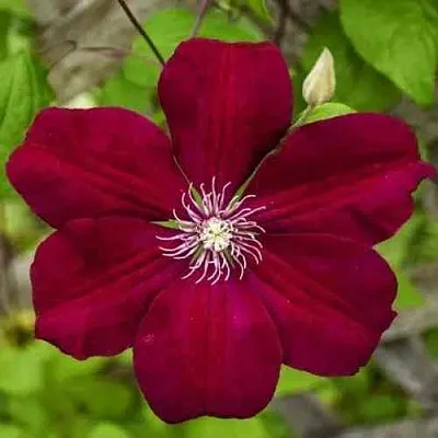 Клематис РУЖ КАРДИНАЛ  Клематис РУЖ КАРДИНАЛ в Ростове-на-Дону